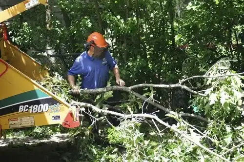 tree services Elizabeth City